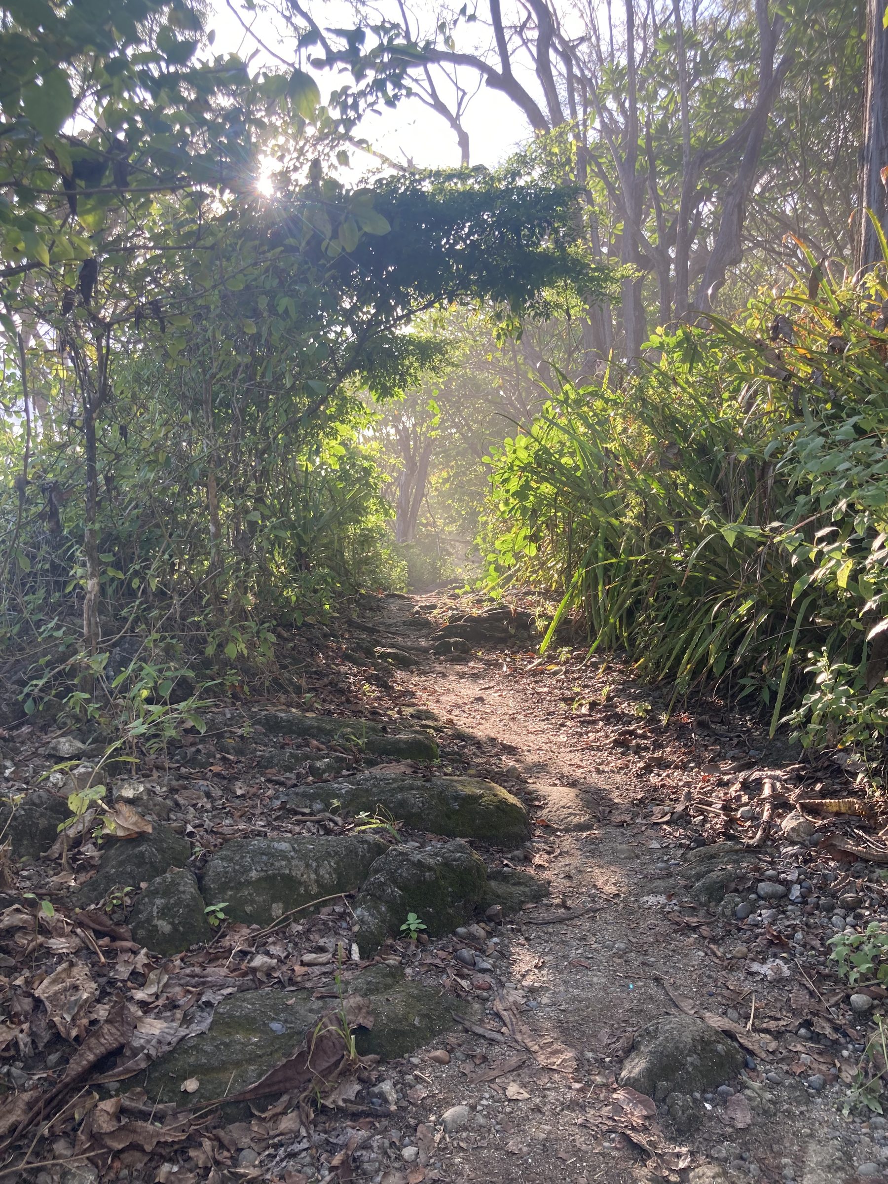 A jungle trail lit by morning sun