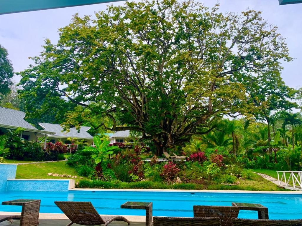 The great guanacaste tree rising over the pool and gardens at Aves Hotel and Resort
