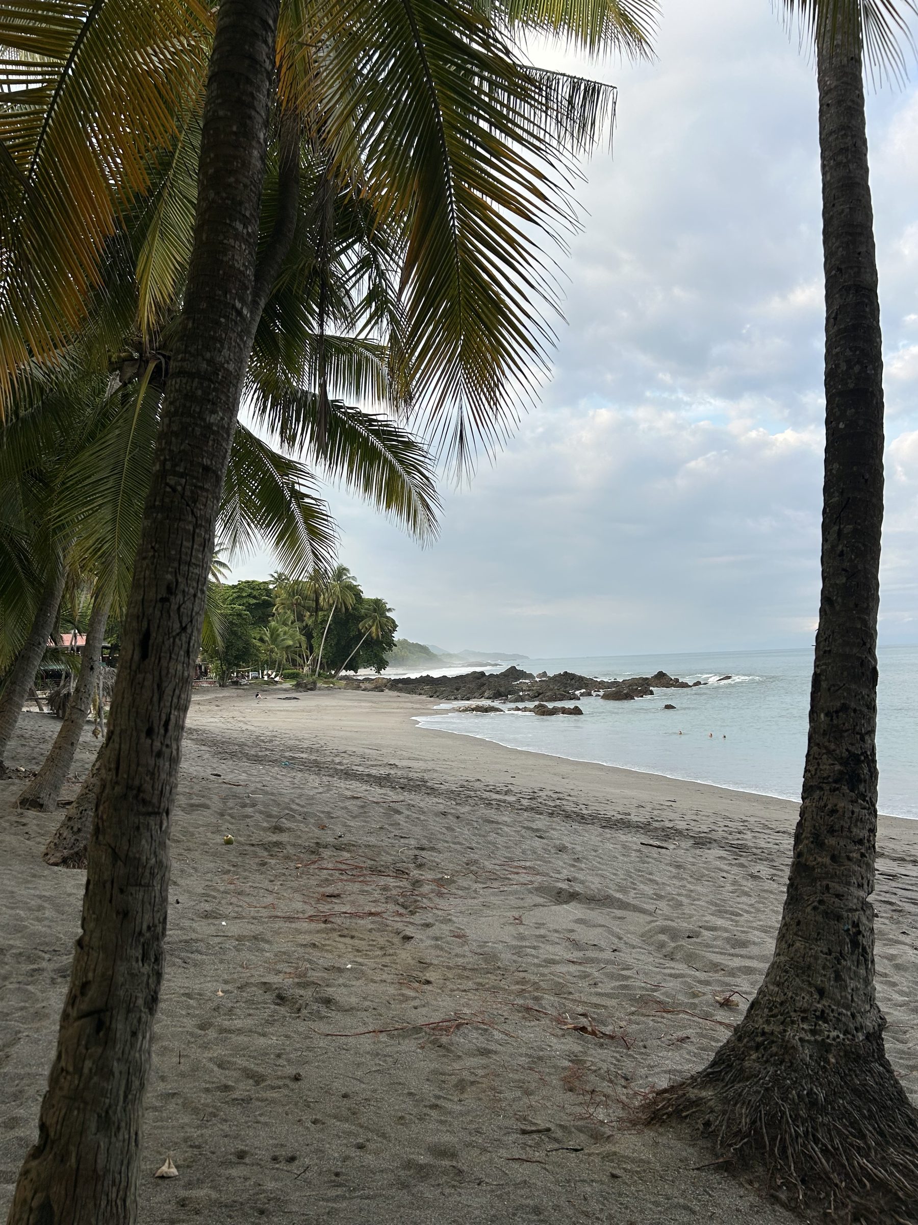 Palms leaning over the beach at Montezuma